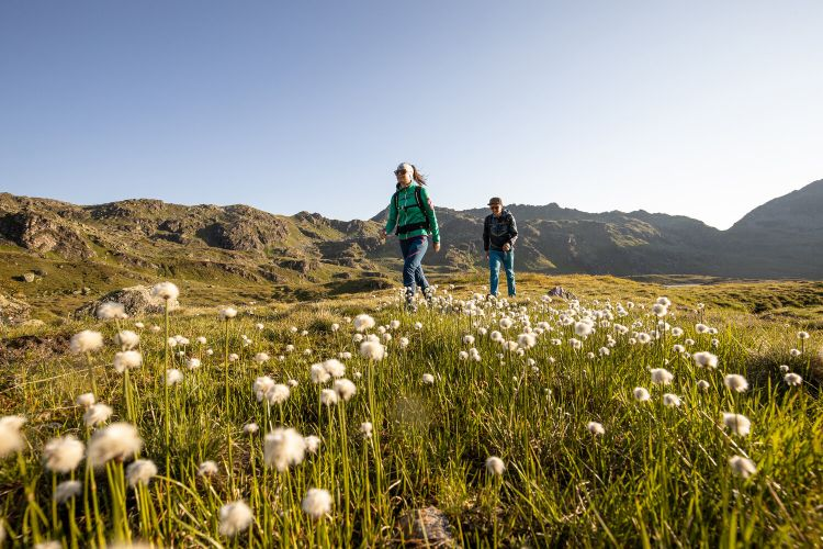 Blumenwiese im Sommer bei Gerlos